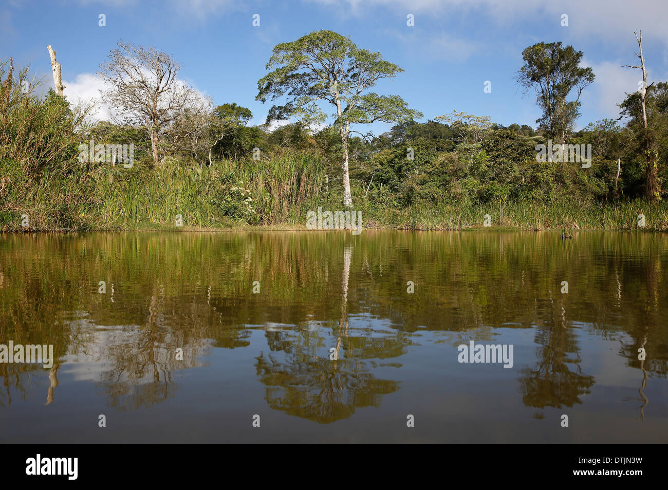 Foresta di pioggia riflessioni di stagno, San Ramon, in Nicaragua Foto Stock
