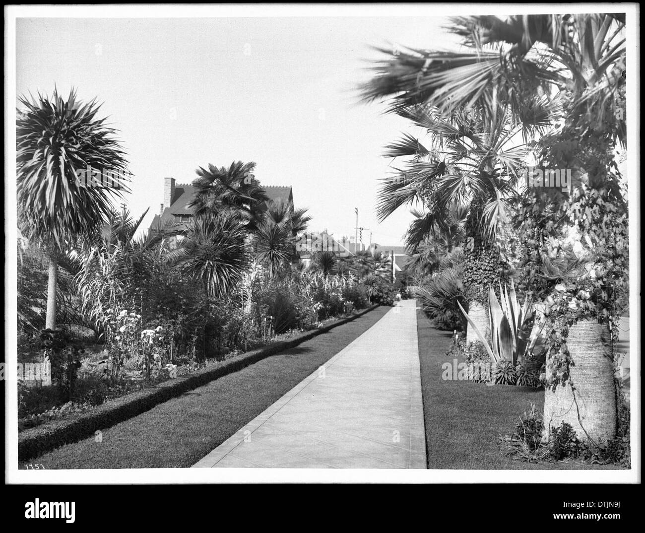 Una fotografia che mostra palme e altre piante che oscurano parzialmente le grandi case lungo Chester Place a Los Angeles, catturata nel 1905, enfatizza il paesaggio e l'architettura del tempo. Foto Stock