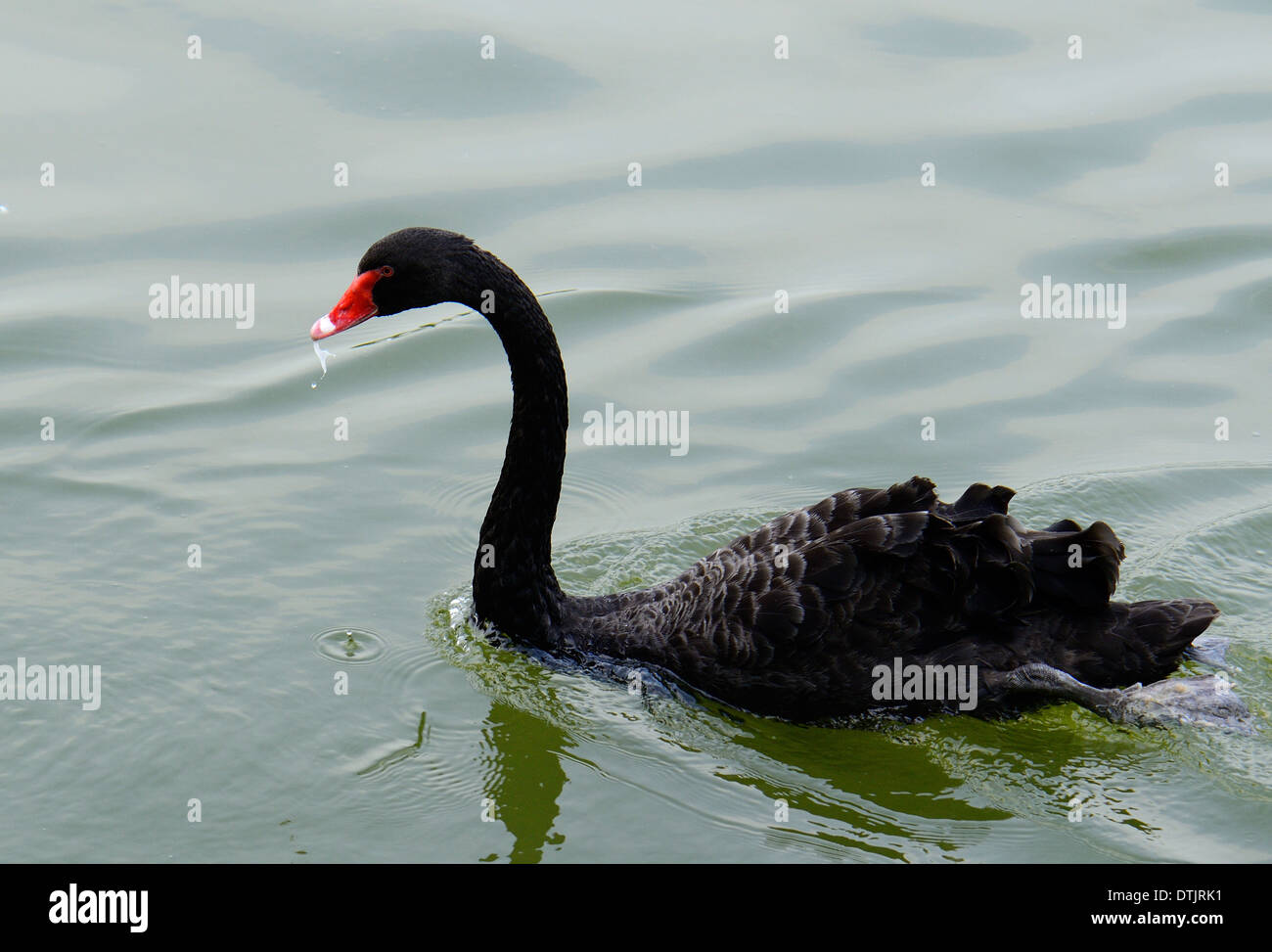 Bella Black Swan (Cygnus atratus) in appoggio sull'acqua Foto Stock