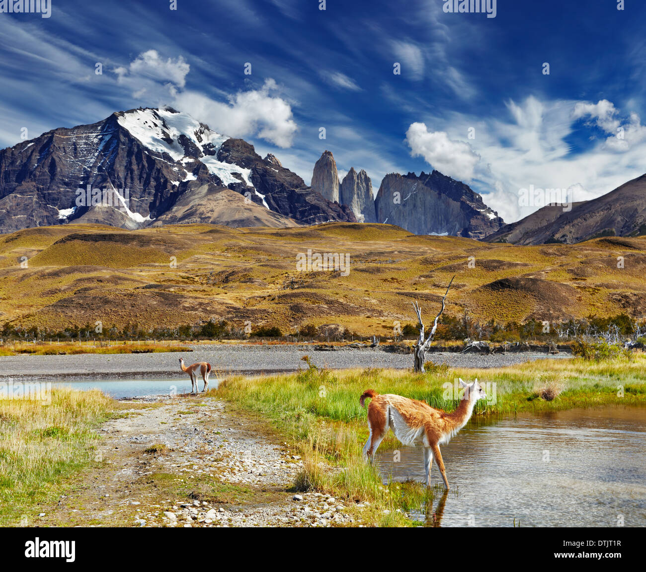 Guanaco nel Parco Nazionale Torres del Paine, Patagonia, Cile Foto Stock