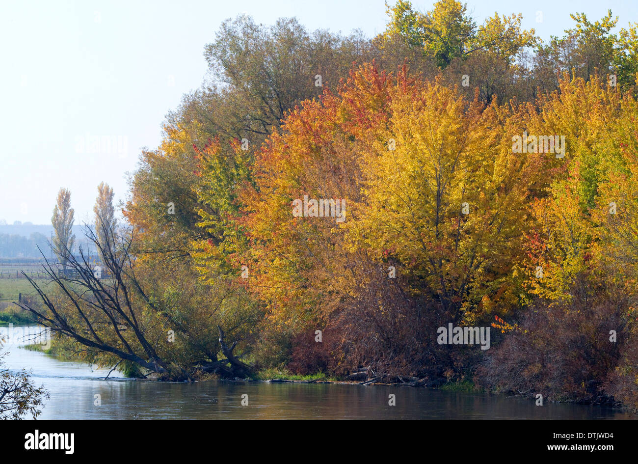 Foglie di autunno lungo il fiume Boise vicino Notus, Idaho, Stati Uniti d'America. Foto Stock