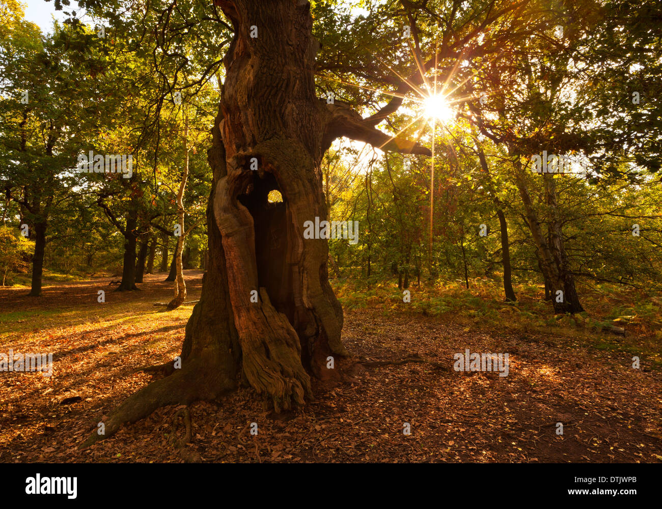 Luce del sole attraverso gli alberi nella foresta di Sherwood alberi Edwinstowe Mansfield Nottinghamshire Inghilterra GB Europa Foto Stock