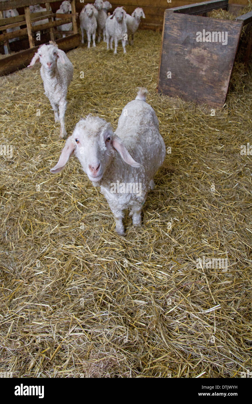 Capre angora in un granaio, Yealmpton, Plymouth Foto Stock