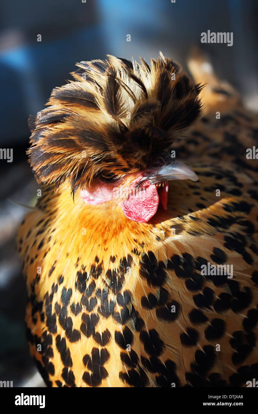 Gallina di cresta Foto Stock