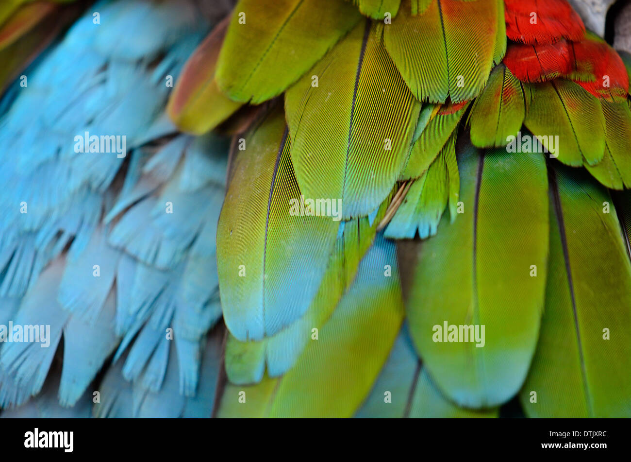 Bella e verde-winged Macaw (Ara chloropterus) torna giù Foto Stock