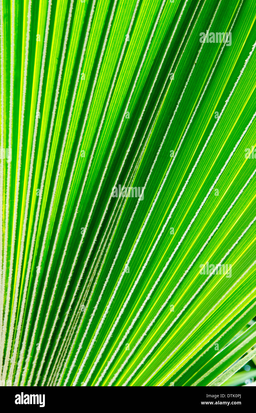 Foglie di palma nel giardino botanico. Foto Stock