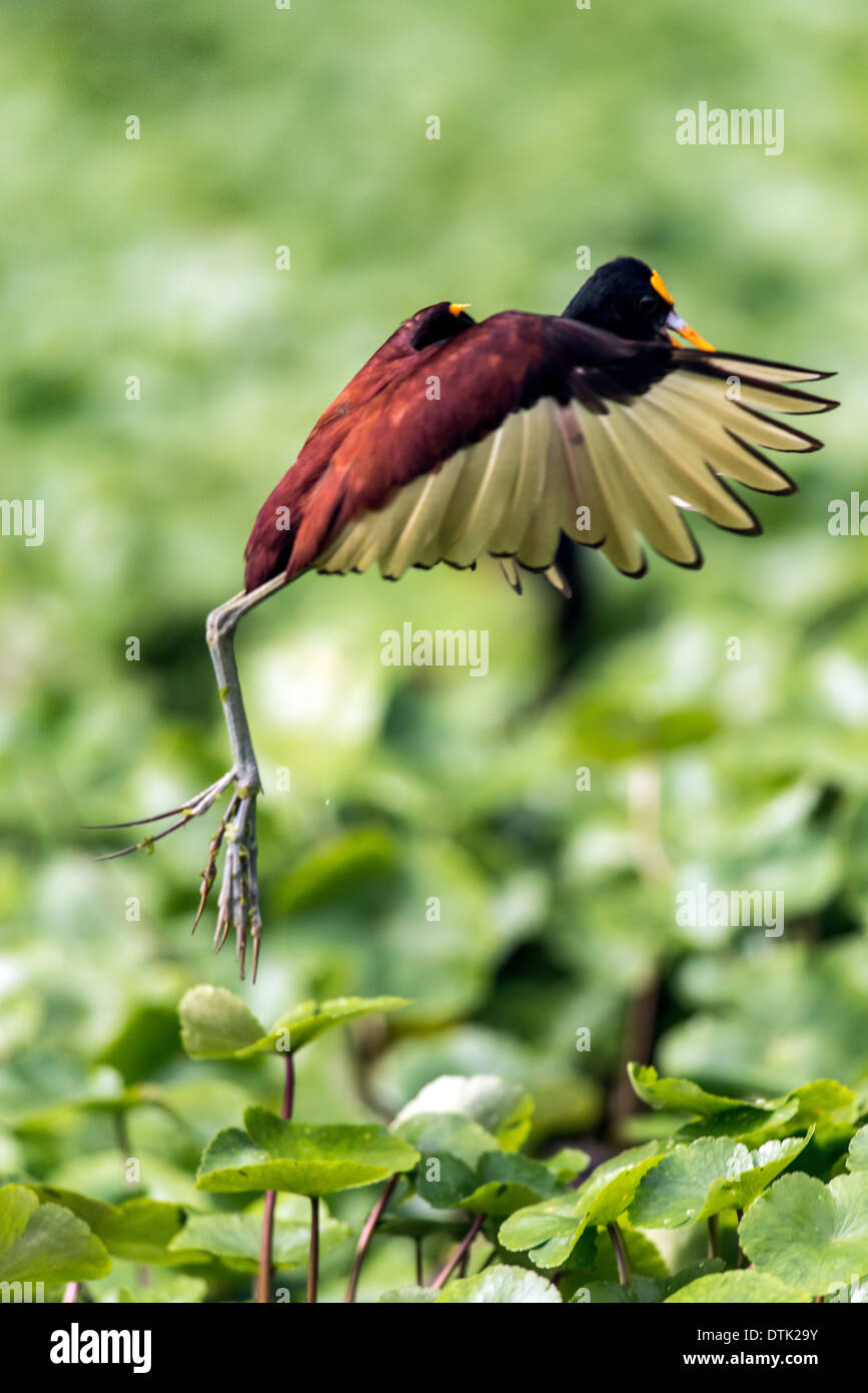Adulto Wattled Jacana (Jacana jacana) bird Costa Rica Sud America Foto Stock