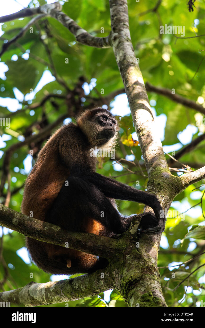 Spider Monkey Ateles Geoffroyi Parco Nazionale di Tortuguero Costa Rica Foto Stock