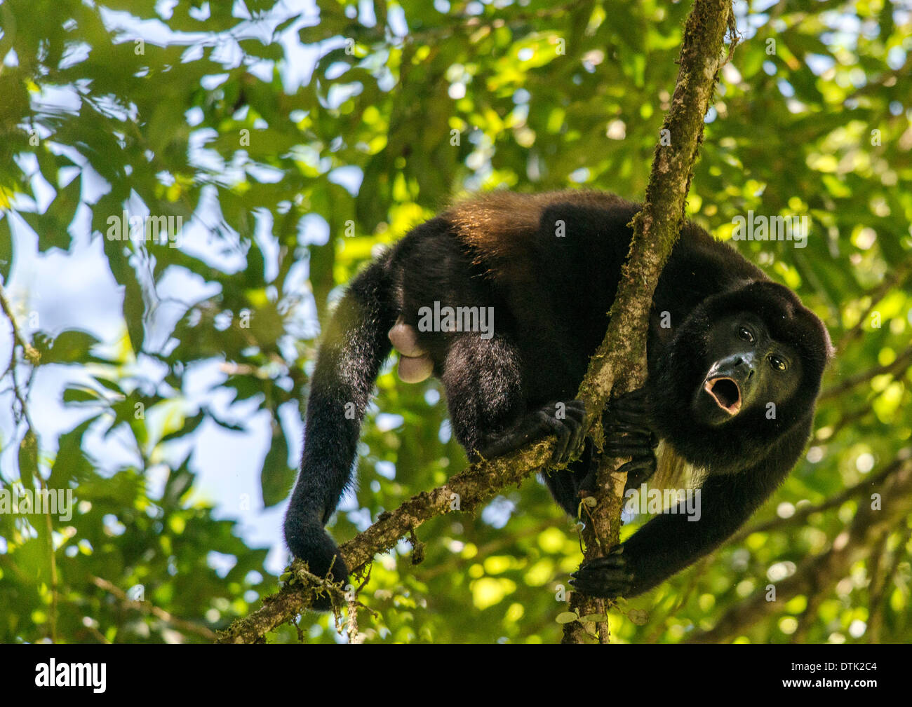 Scimmia urlatrice Alouatta nel selvaggio Monteverde Costa Rica Foto Stock