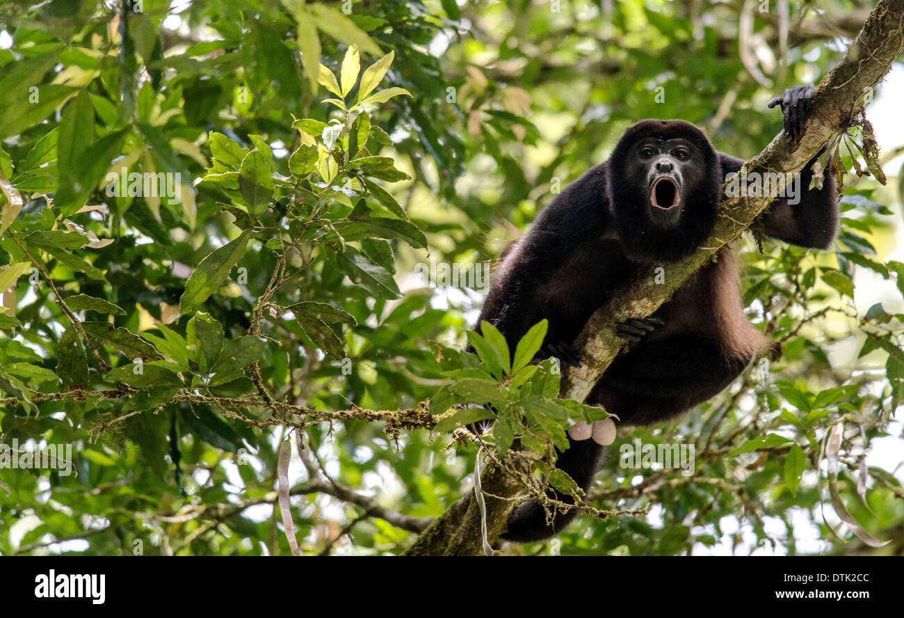 Scimmia urlatrice Alouatta nel selvaggio Monteverde Costa Rica Foto Stock