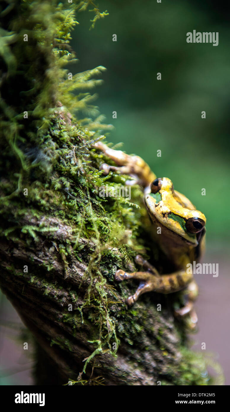 Giallo raganella su albero Tenorio Il Parco Nazionale del Vulcano del Costa Rica America Centrale Foto Stock