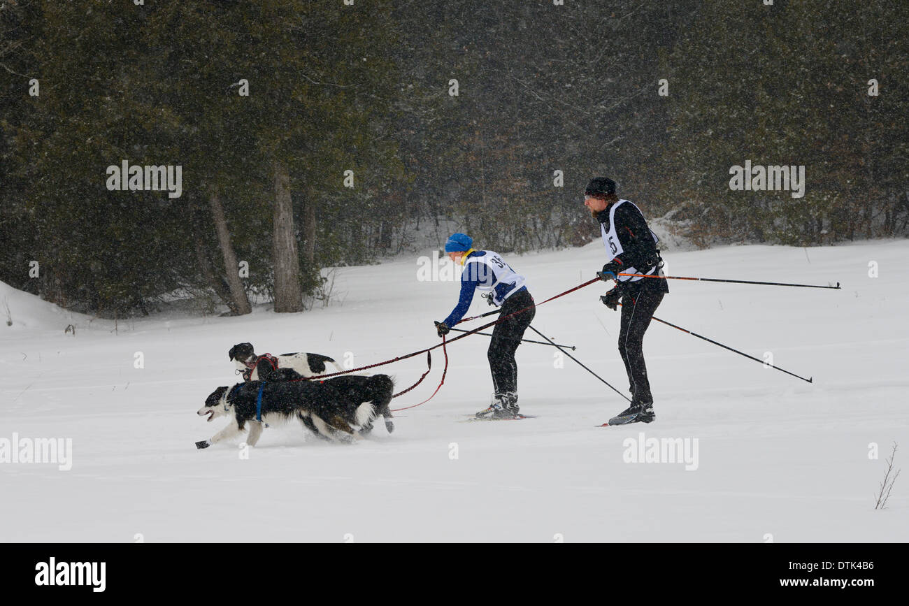 Un corridore skijoring passando un altro sul sentiero in un due cane evento in marmora ontario snofest Foto Stock
