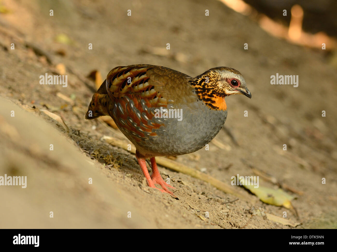 Bella rufous-throated pernice (Arborophila rufogularis) nella foresta thailandese Foto Stock