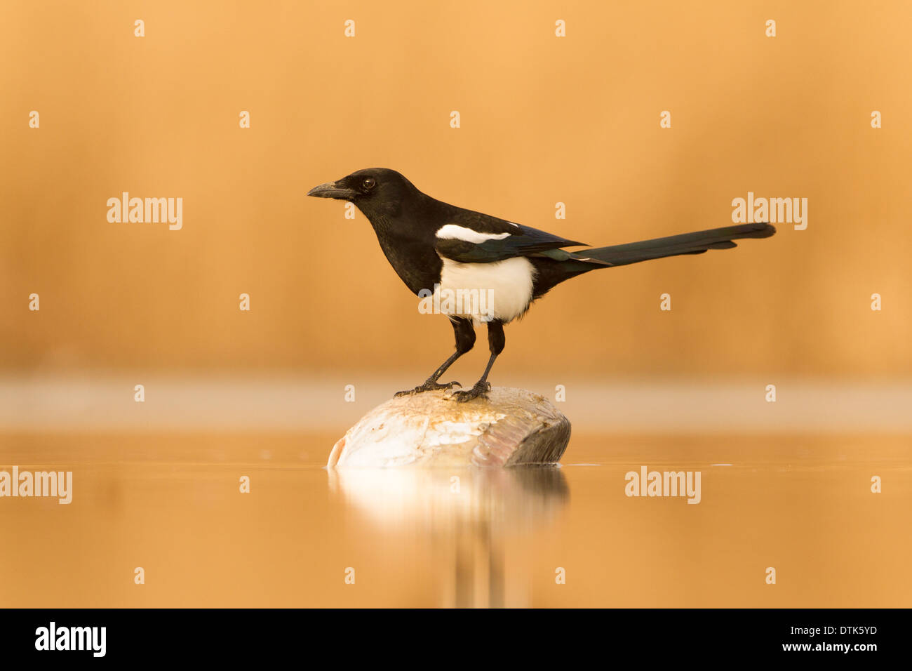 Eurasian Gazza (Pica pica) arroccato sulla cima di un pesce non identificato in acqua poco profonda Foto Stock