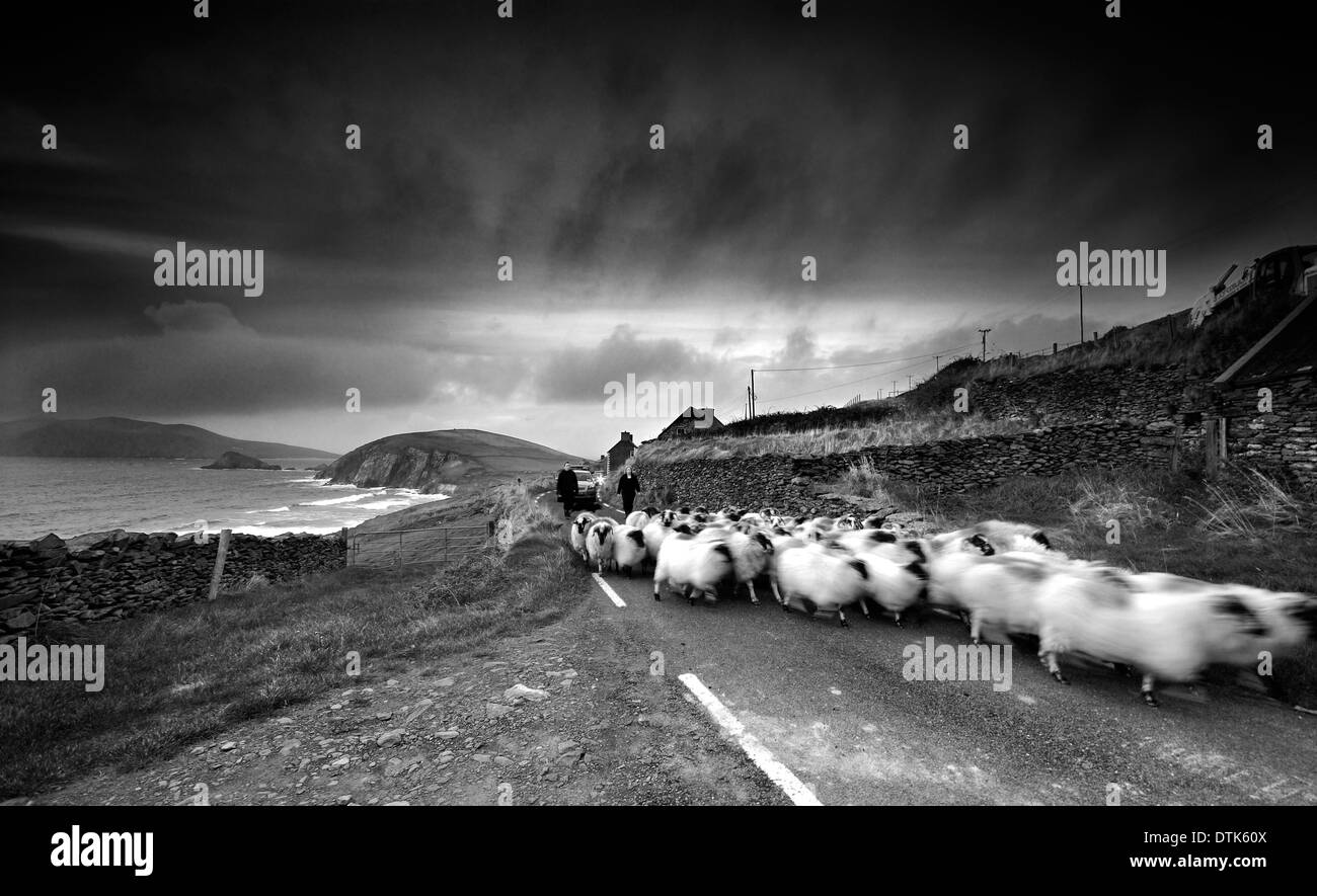 Foto in bianco e nero presi in testa Slea, Dingle, Kerry, Irlanda Foto Stock