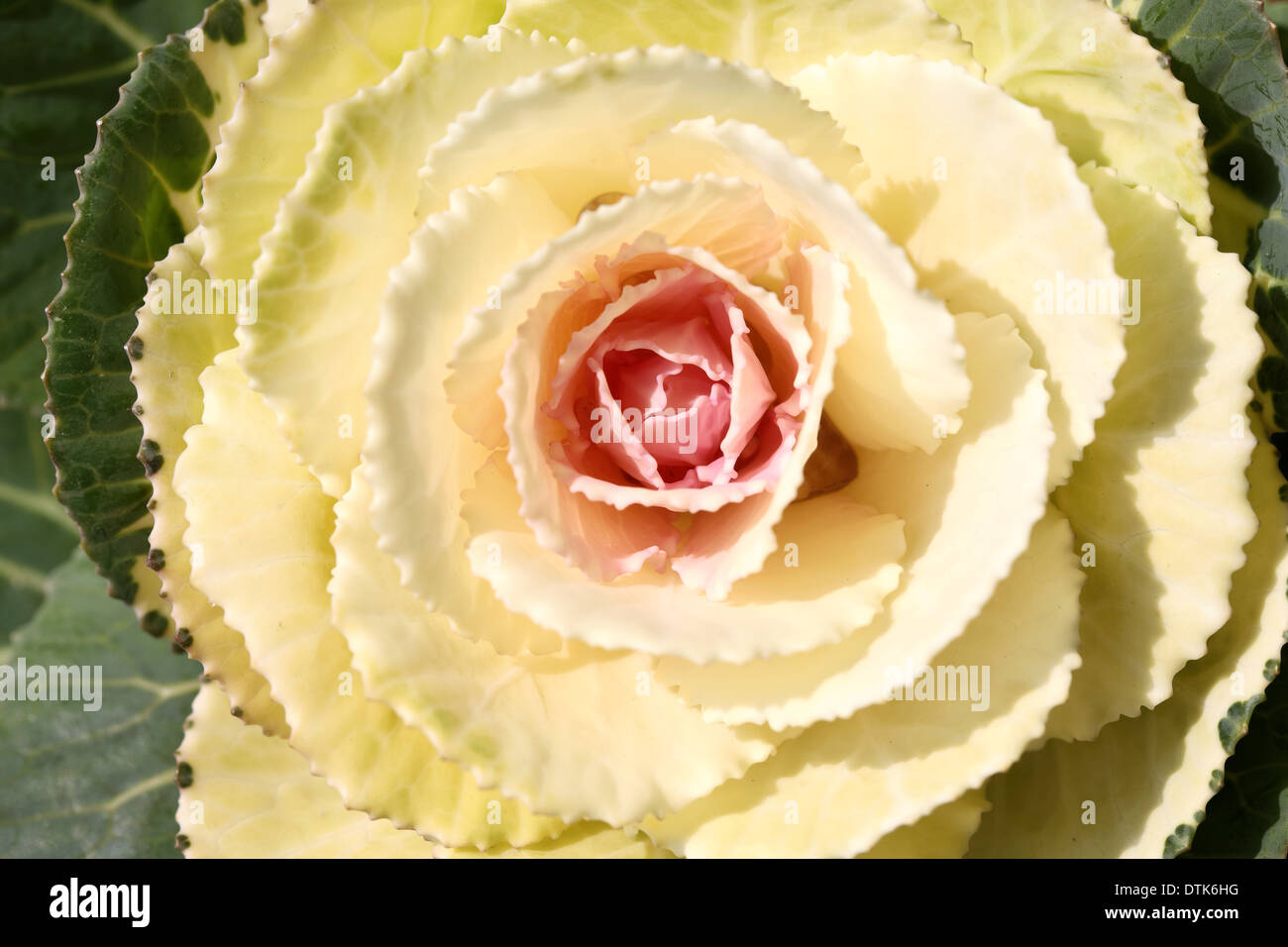 Close up decorativo o cavolo rapa Foto Stock