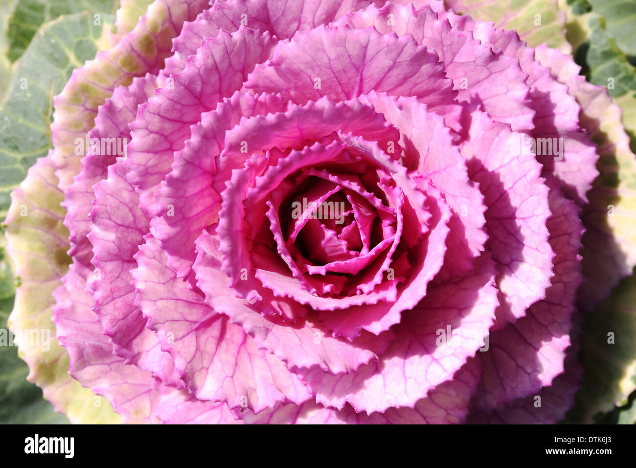 Close up decorativo o cavolo rapa Foto Stock