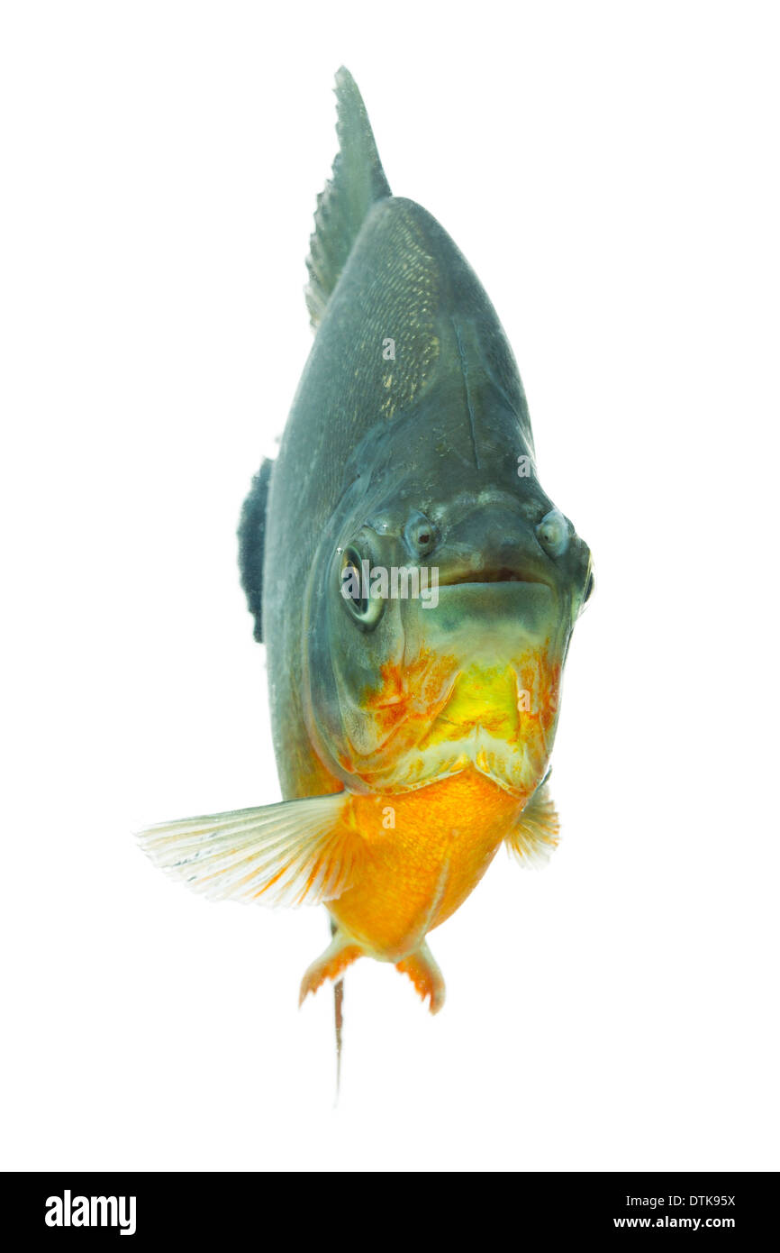 Pesce Tambaqui isolare su bianco profondità di campo per concentrarsi sull'occhio Foto Stock