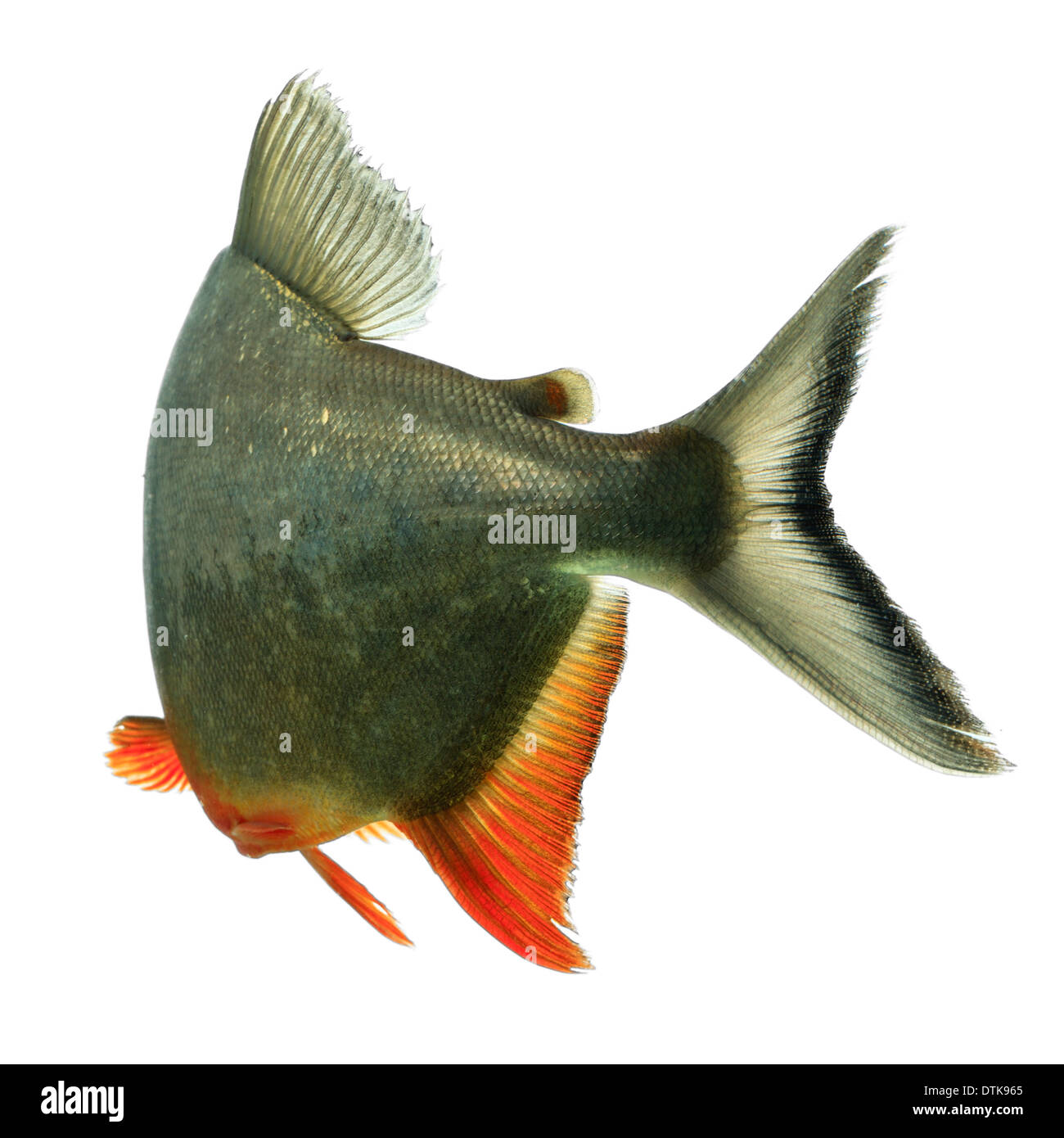 Nero Tambaqui alettato racconto di pesce Acquario Studio Shot Foto Stock