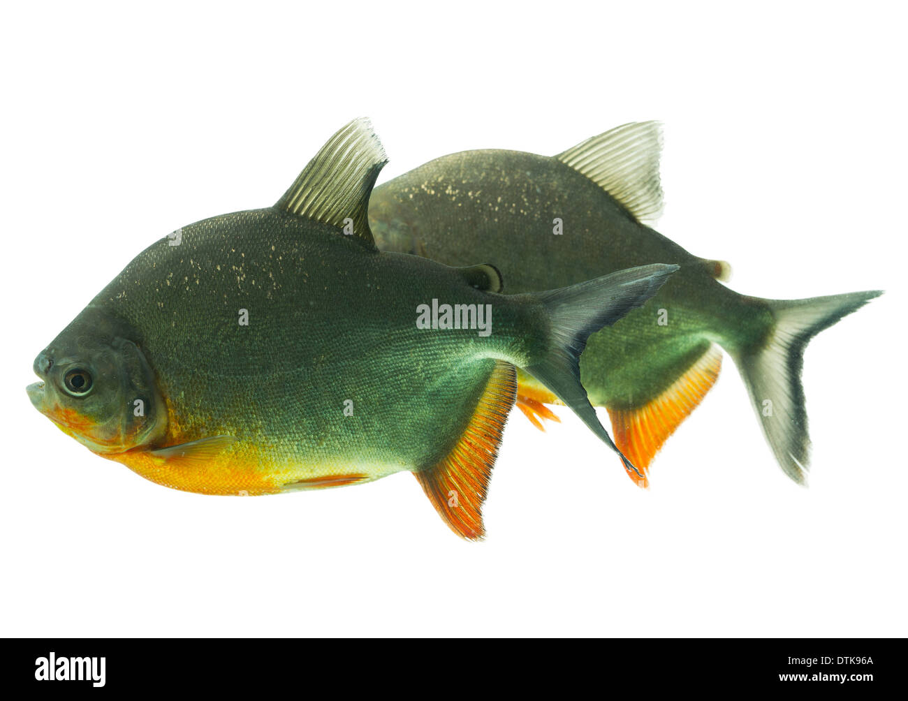 Pesce Tambaqui coppia isolata su bianco profondità di campo Acquario Studio Shot Foto Stock