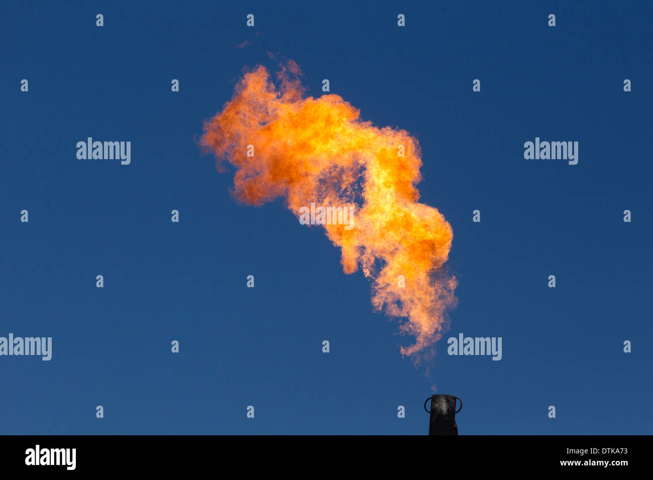 Il gas in eccesso viene bruciato in un pozzo di petrolio nelle zone rurali a Jim Wells County, Texas del sud vicino a Hebbronville. Foto Stock