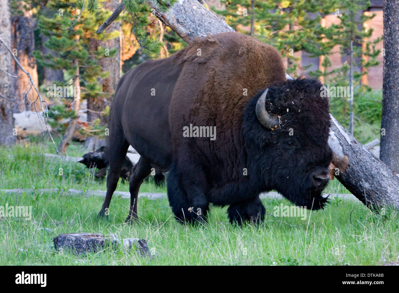 Un bison graffi il suo ritorno su un albero caduto nei pressi di Mammoth Hot Springs nel Parco Nazionale di Yellowstone, Wyoming. Foto Stock