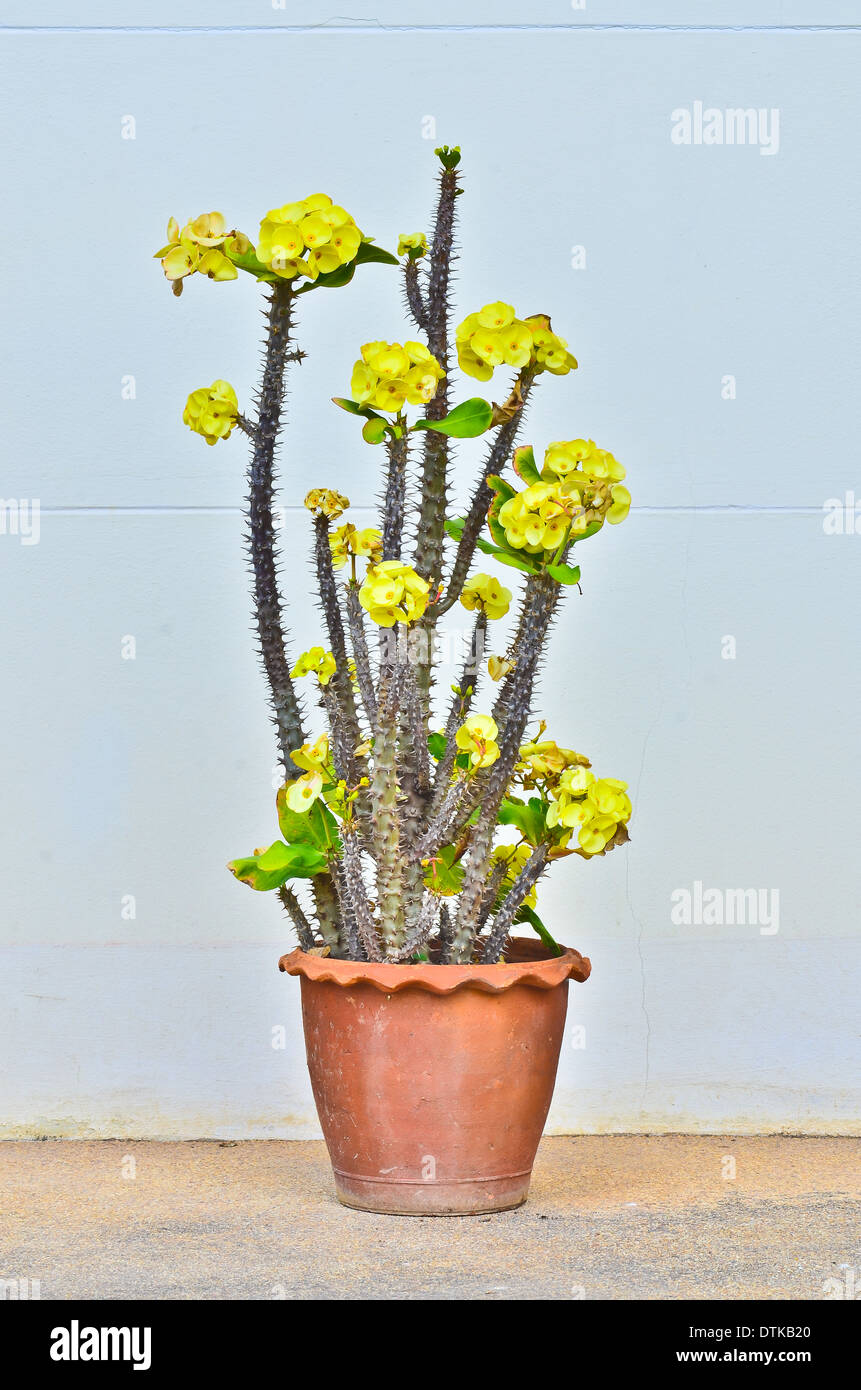 Euphorbia in pot Foto Stock