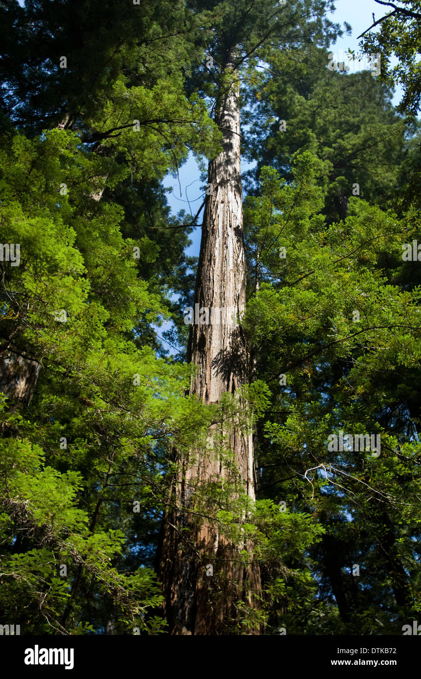 Costiera di alberi di sequoia in stato di Armstrong Park California settentrionale Foto Stock