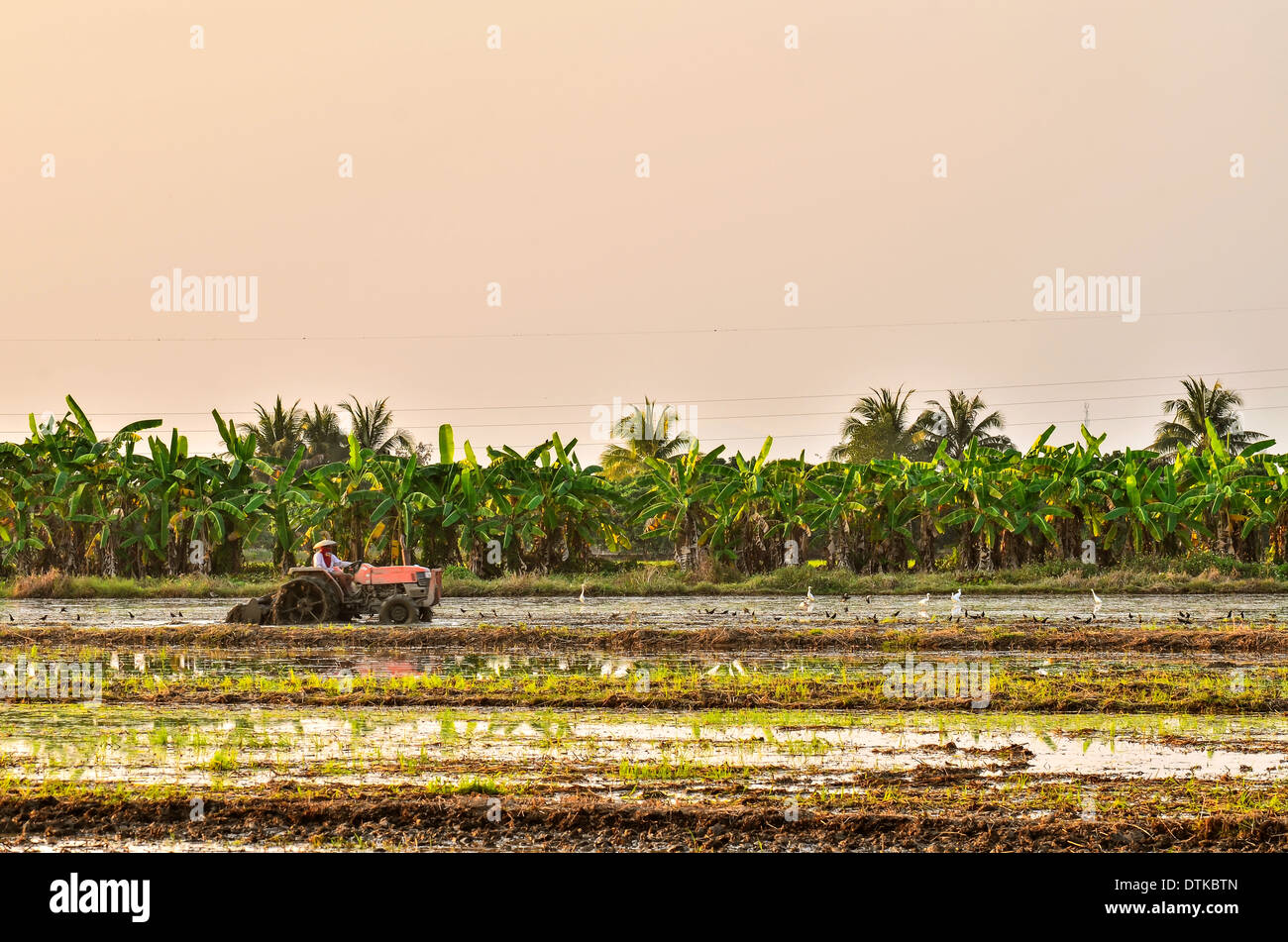 Trattore agricoltore aratura in sera Foto Stock