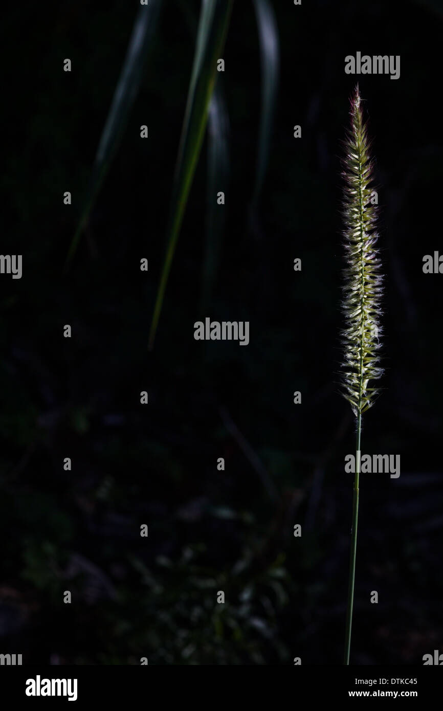 Erba selvatica spike Foto Stock