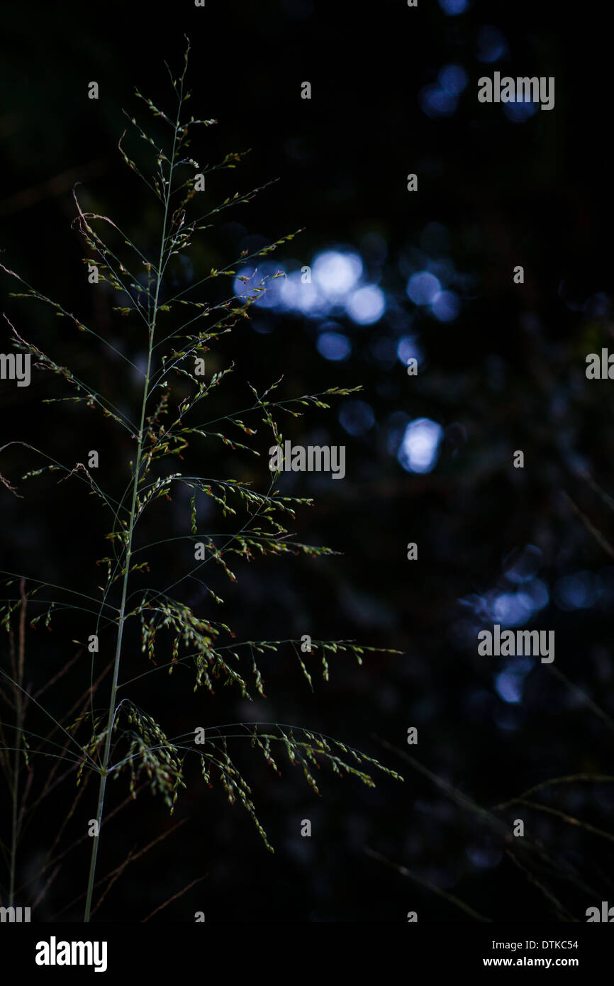 Erba selvatica panicle Foto Stock