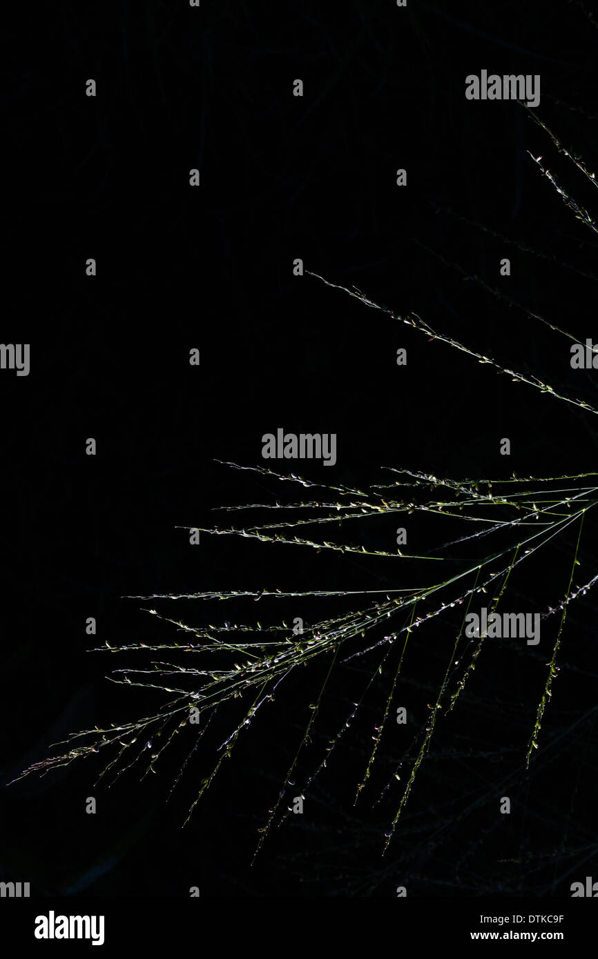 Erba selvatica panicle Foto Stock