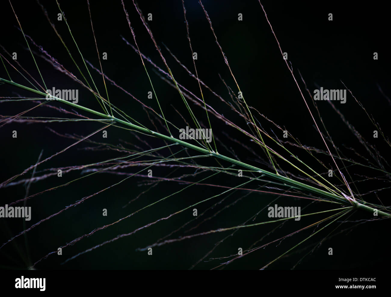 Erba selvatica panicle Foto Stock