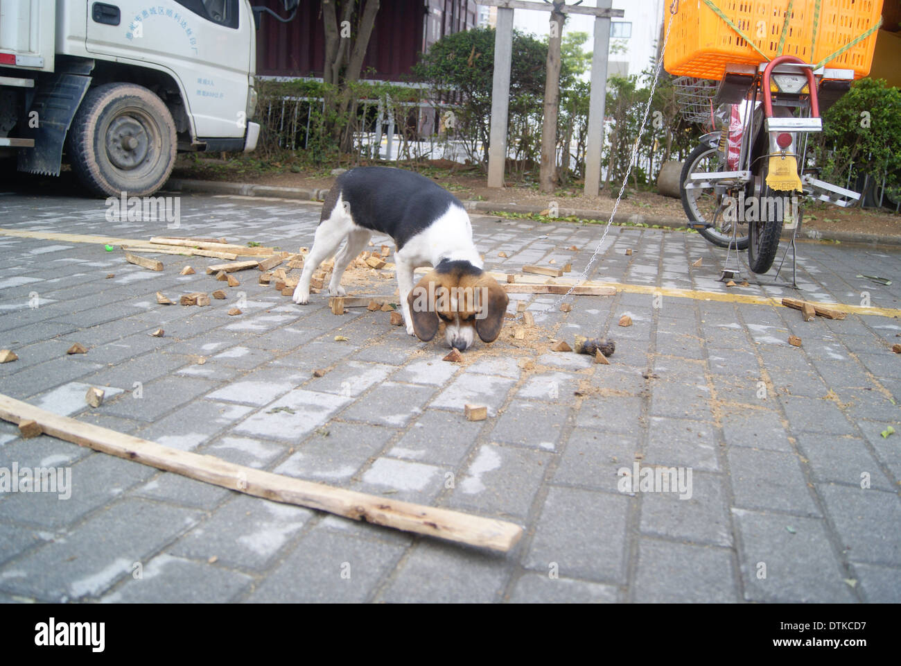 Un bloccato perdono la libertà cane Foto Stock