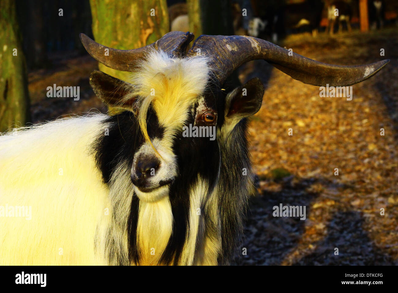 Ritratto di una capra Foto Stock