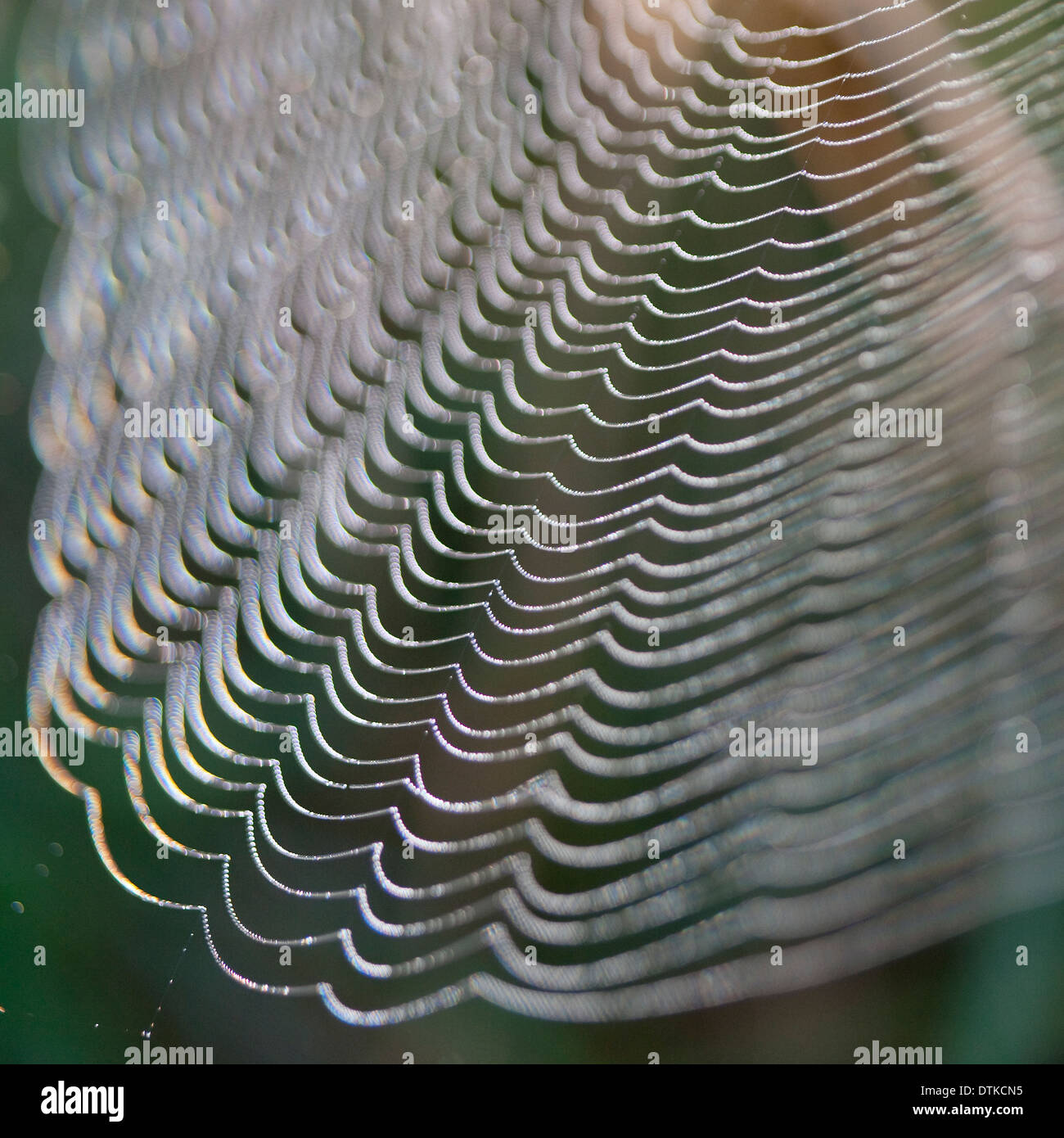 Close up di trefoli di spider web Foto Stock