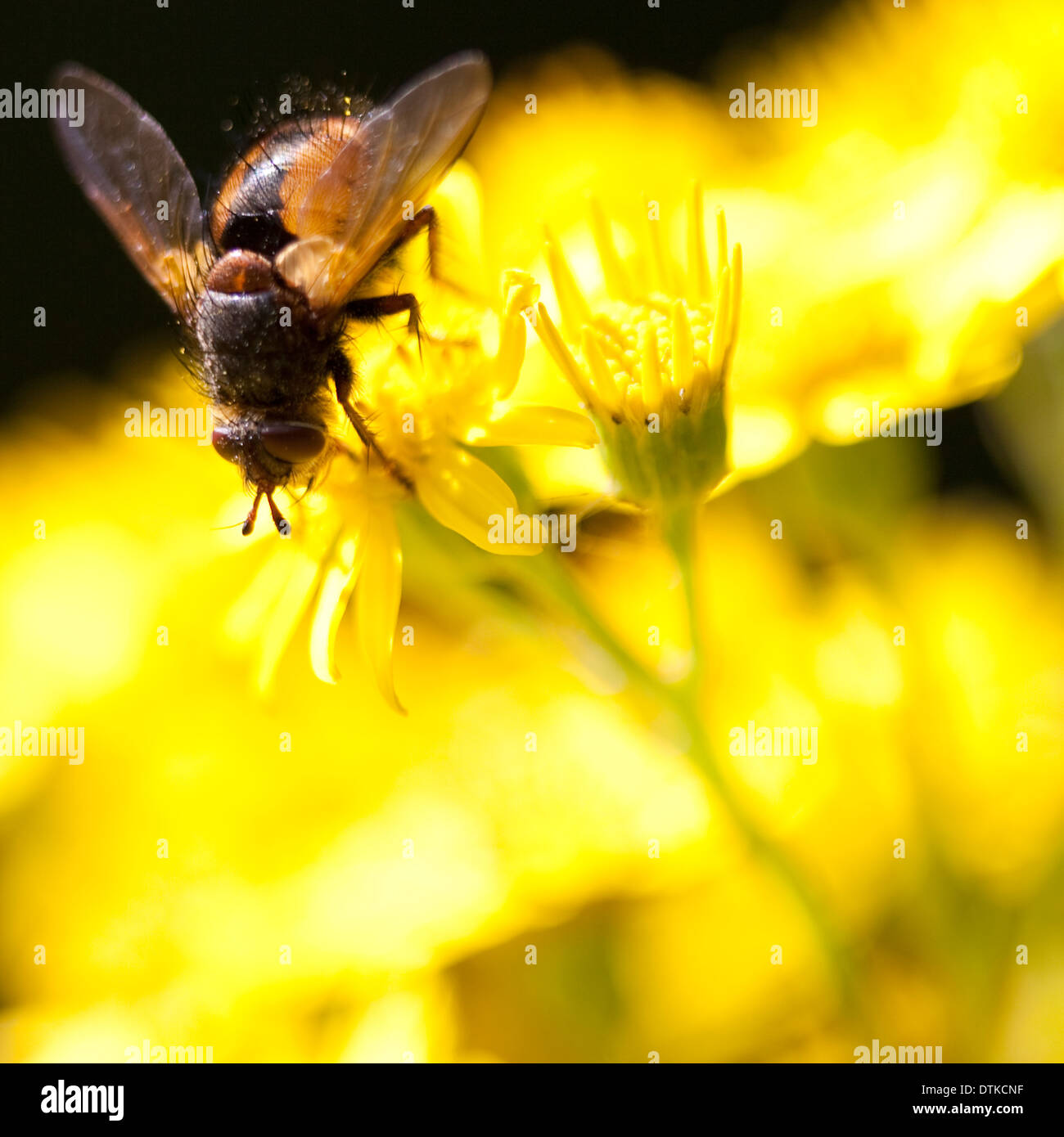 Extreme close up fly arroccato su fiore giallo Foto Stock