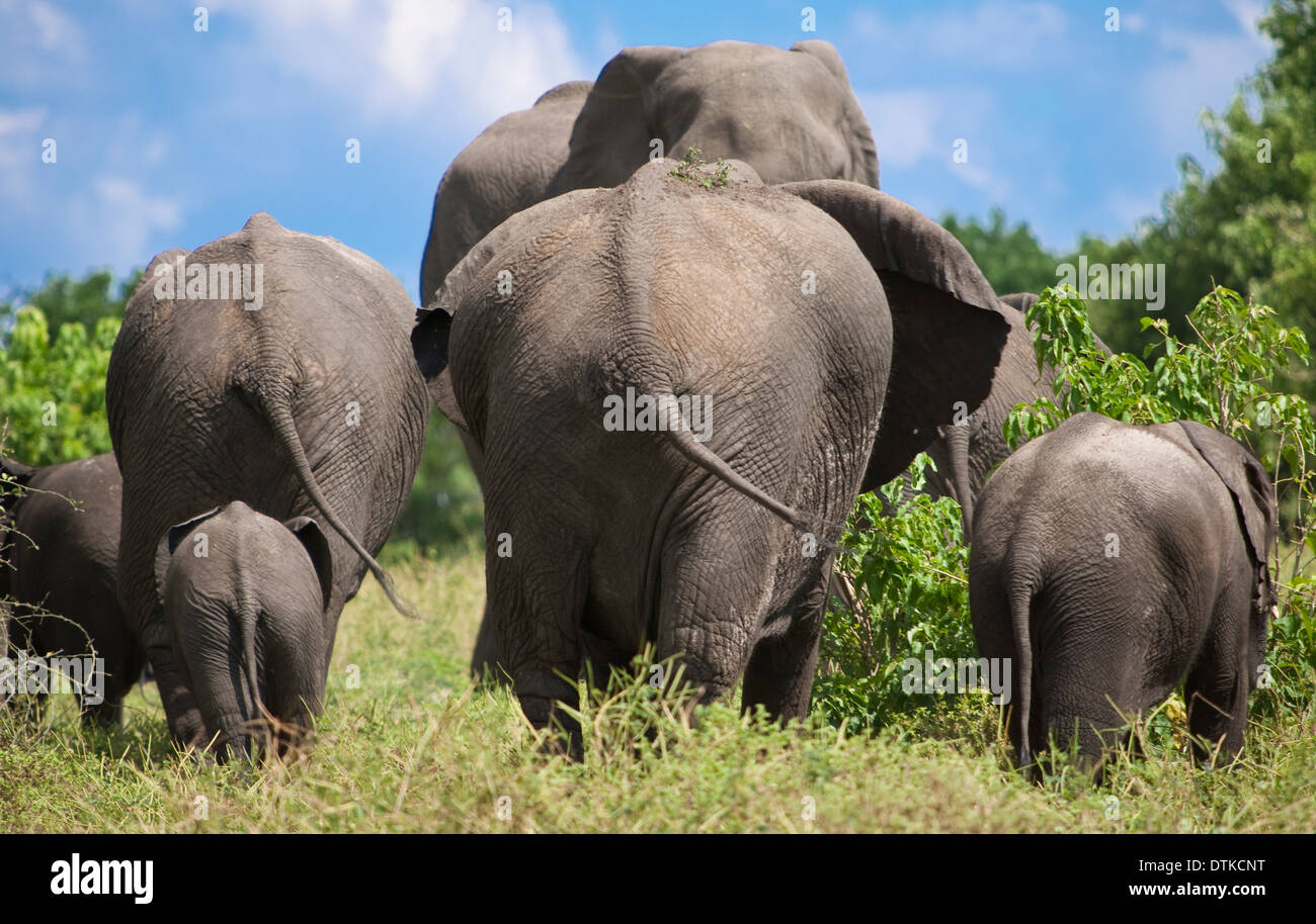 Vista posteriore di elefanti passeggiate nel parco nazionale Foto Stock