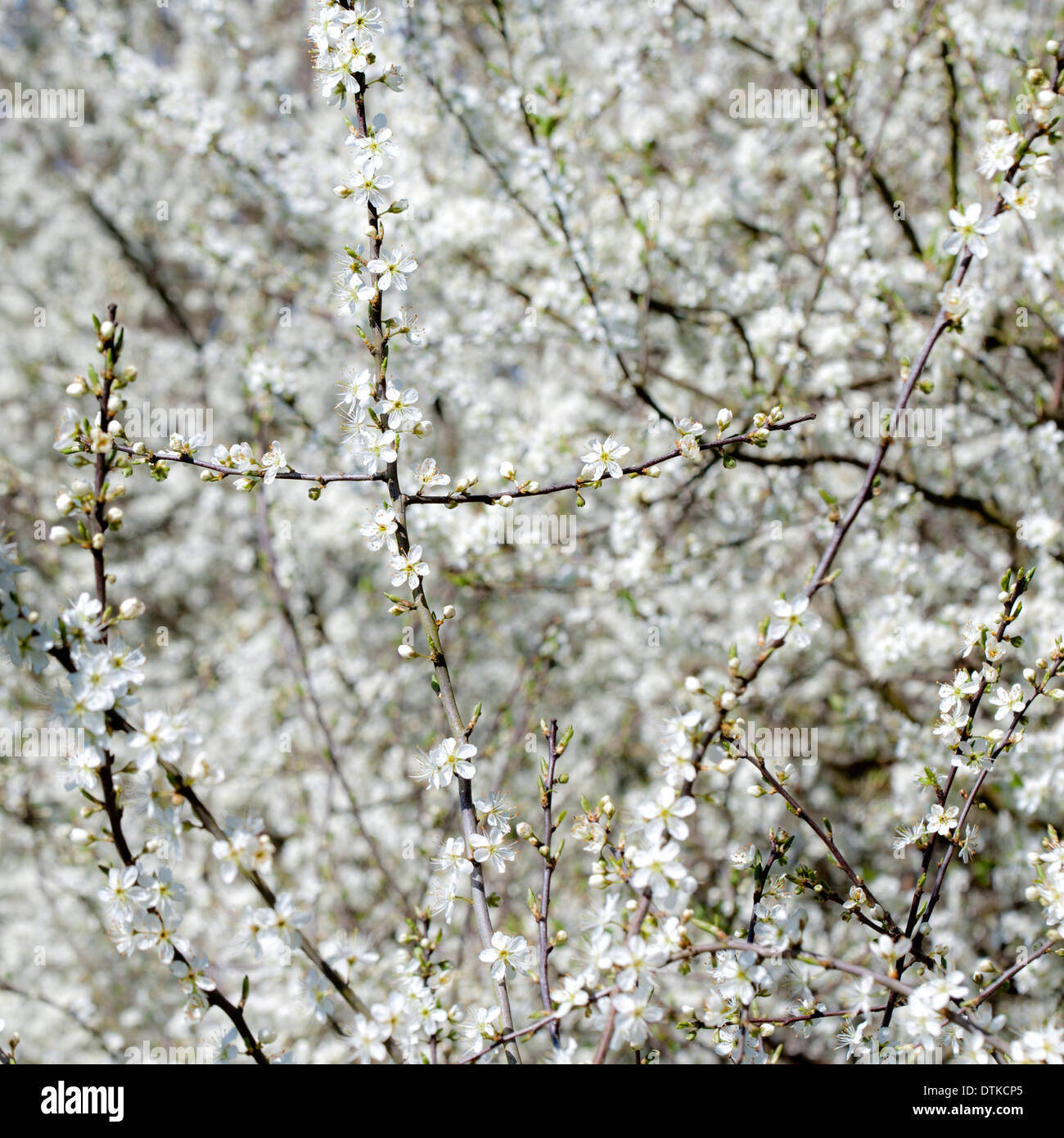 White prugnolo blossom filiali Foto Stock