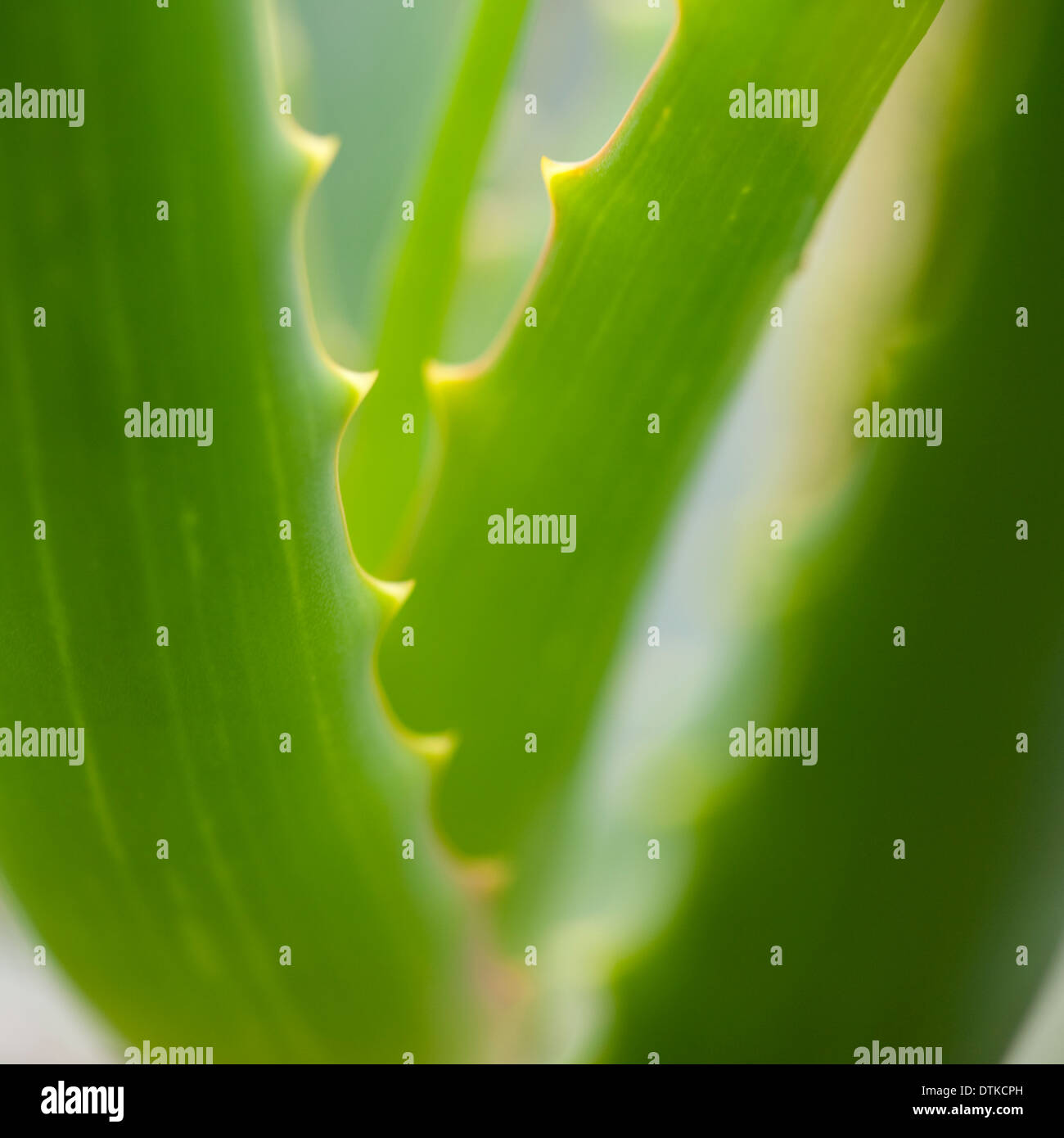 Close up di aloe vera pianta Foto Stock