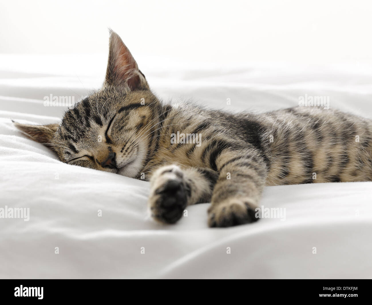 Kitten napping coperte Foto Stock