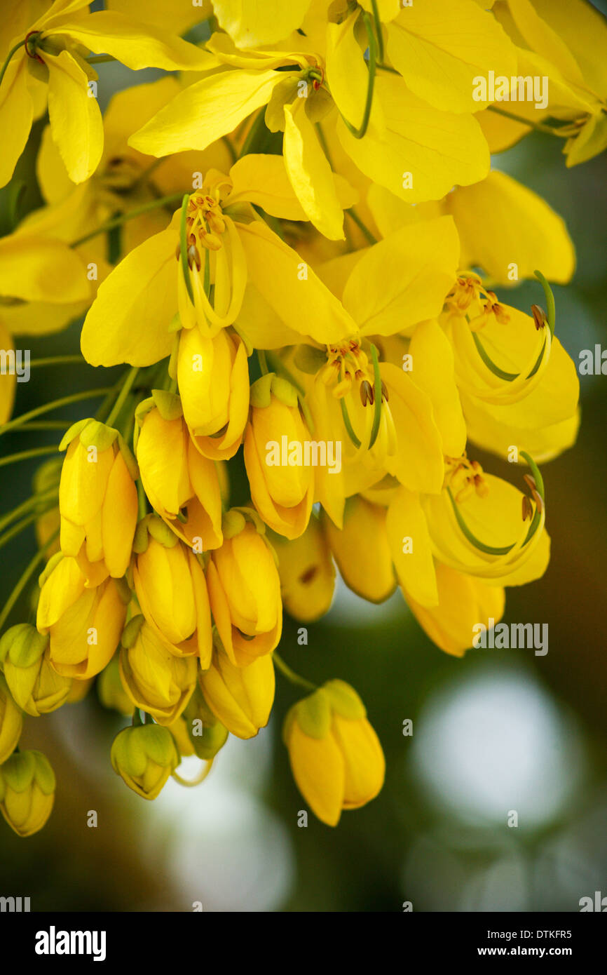 Cassia fistola golden shower tree Foto Stock