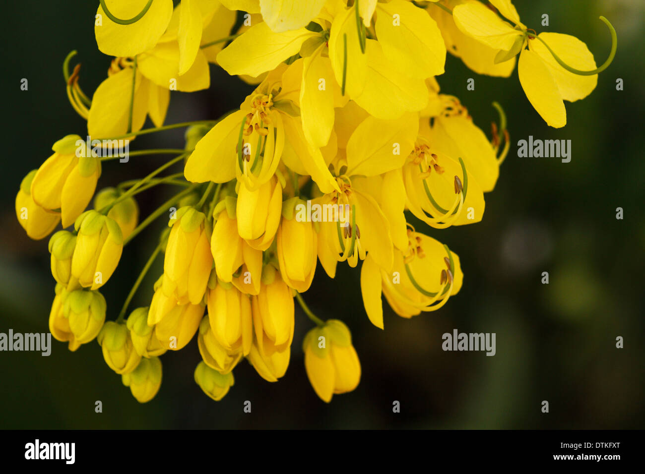 Cassia fistola golden shower tree Foto Stock