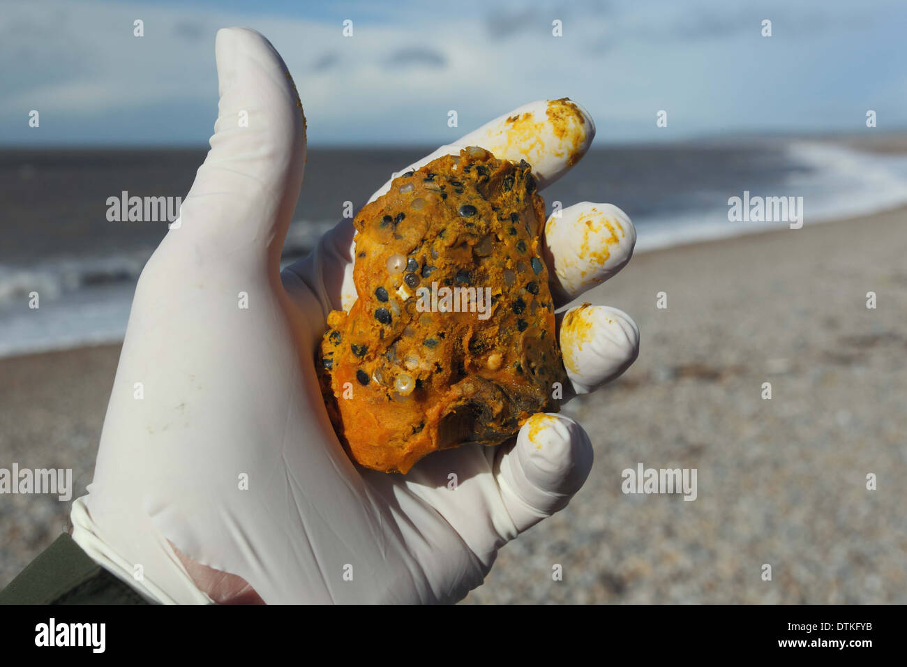 Olio di palma in mano , Chesil Beach Dorset , olio di palma , Foto Stock