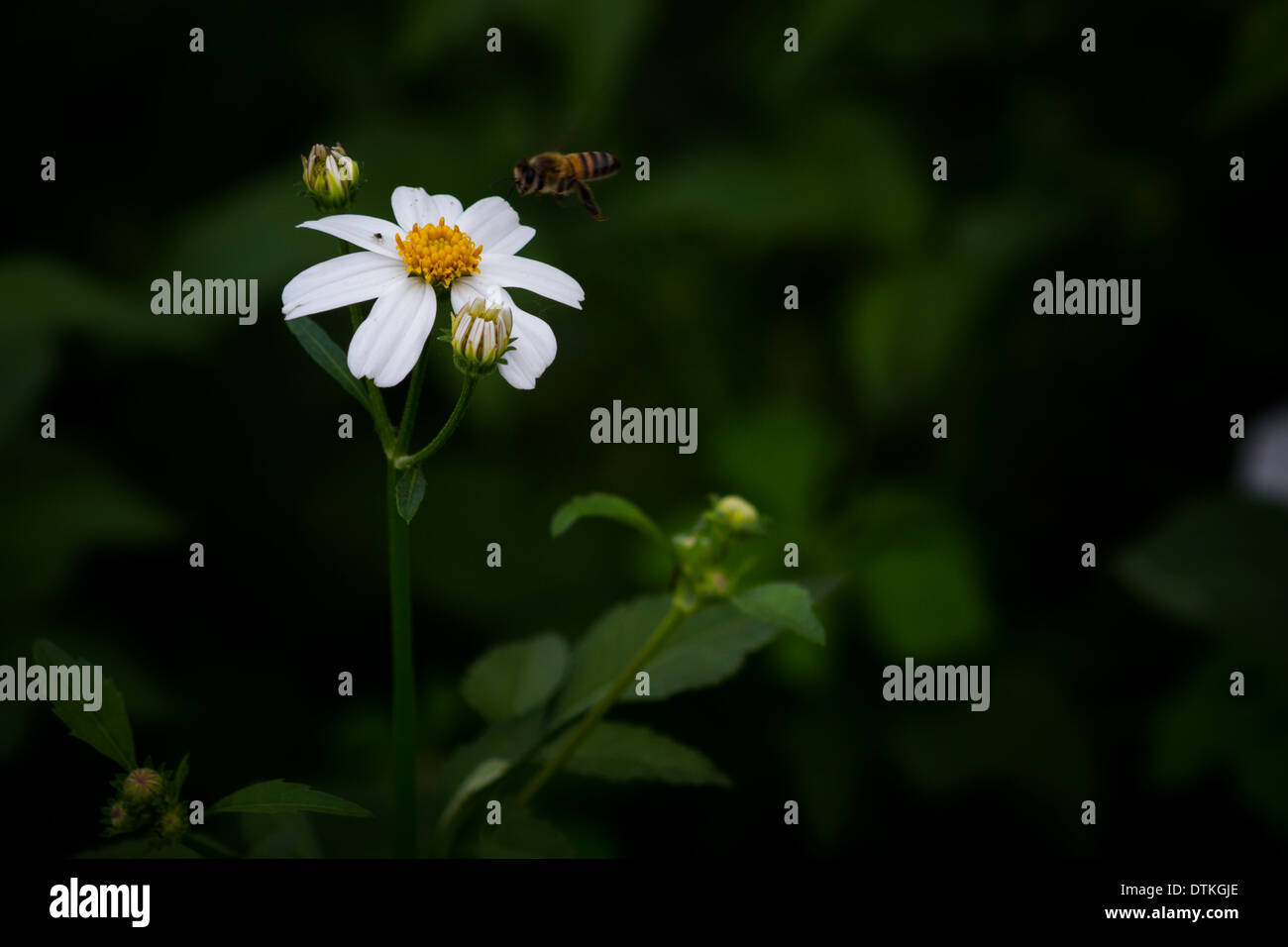 Bidens pilosa Foto Stock