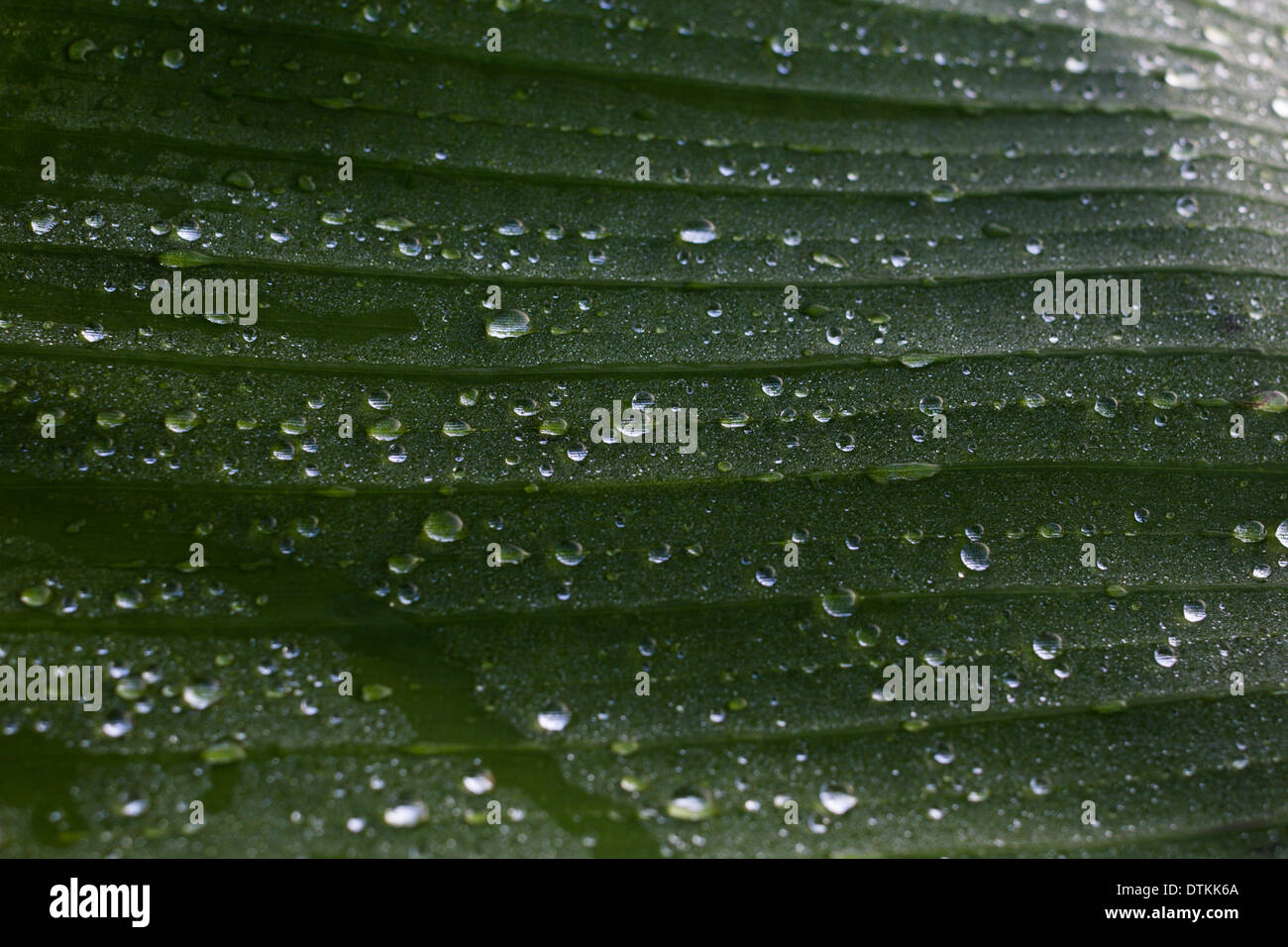 Goccioline sulla paradisiaca musa (banana leaf) Foto Stock