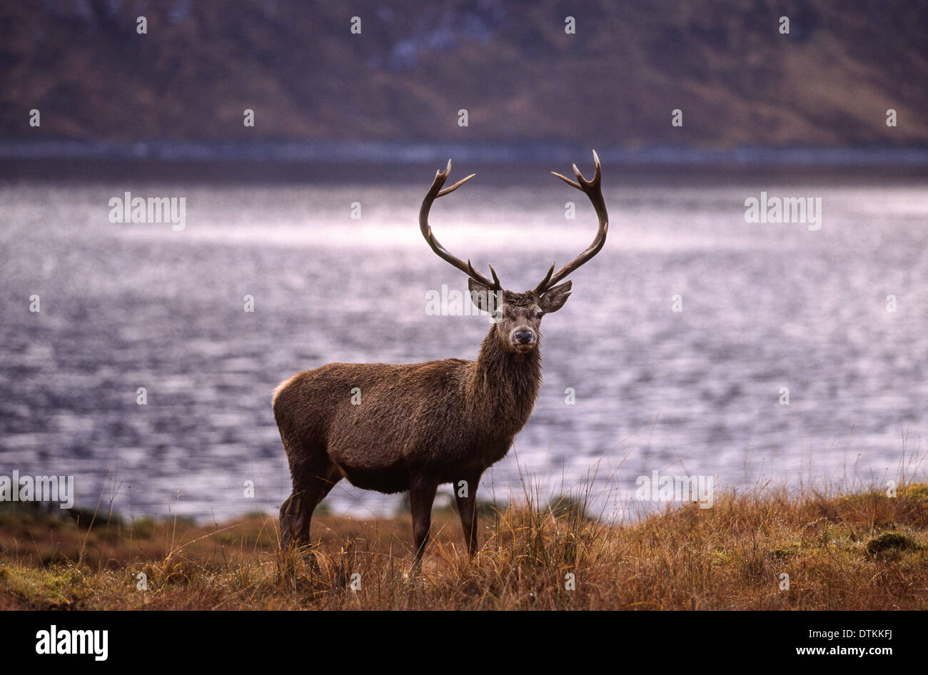 RED DEER cervo (Cervus elaphus) in piedi vicino a un scozzese LOCH Foto Stock