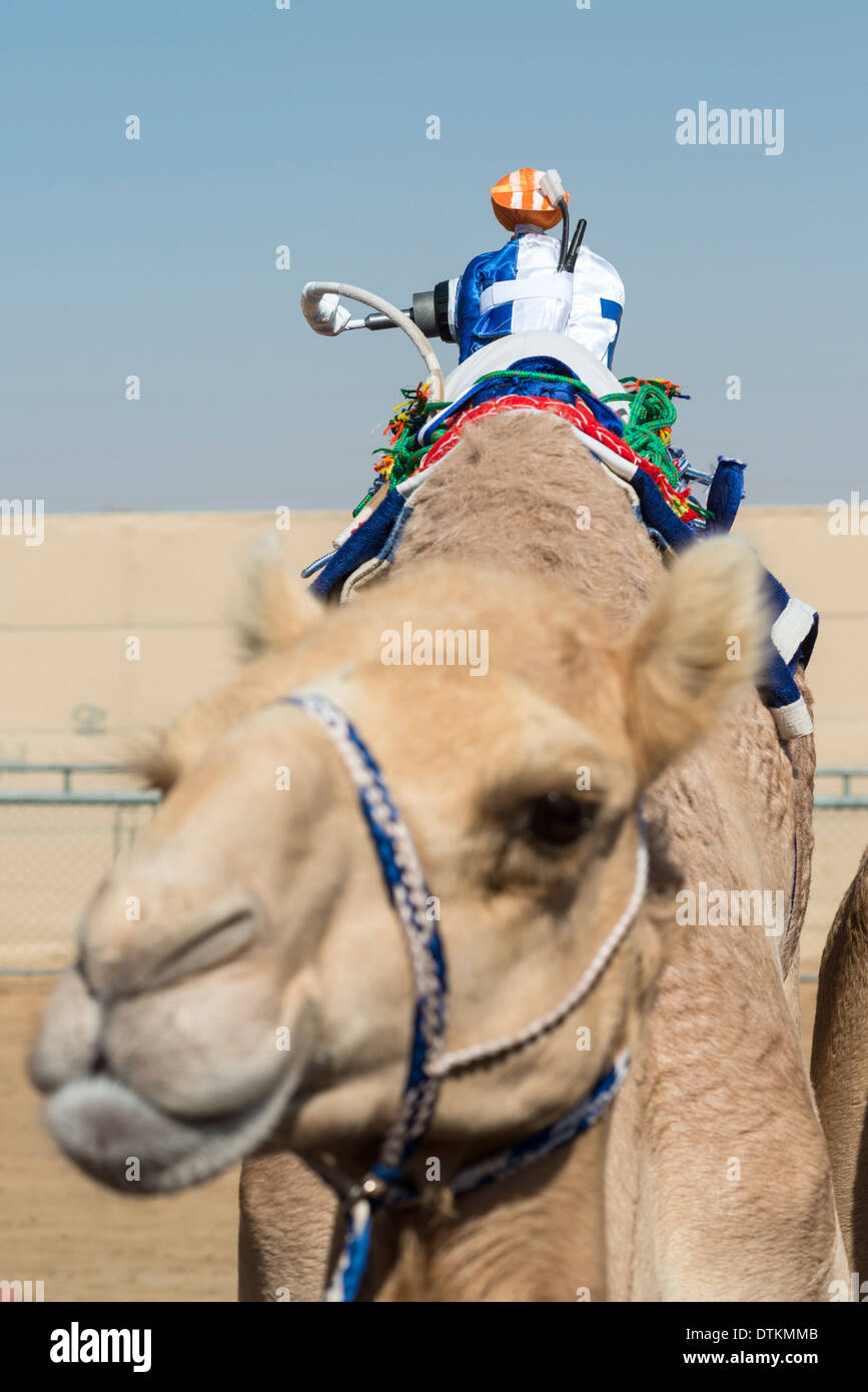 Comandato a distanza robot fantino al camel racing a Dubai Camel Racing Club at Al Marmoum in Dubai Emirati Arabi Uniti Foto Stock