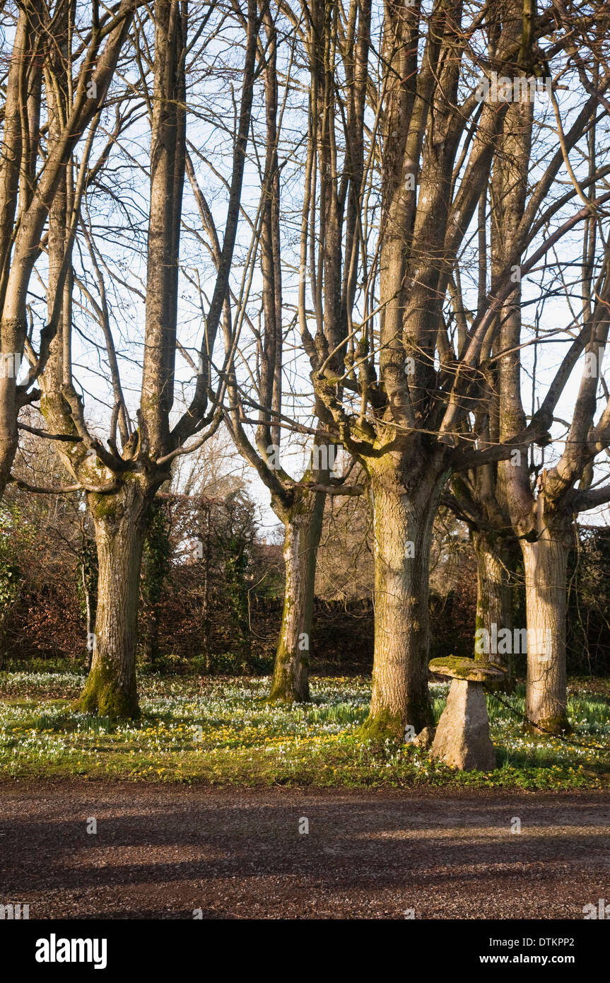 Un cavalletto di pollarded faggi con rami verticali e un tappeto di inverno bianchi bucaneve e aconiti giallo al di sotto. Regno Unito. Foto Stock