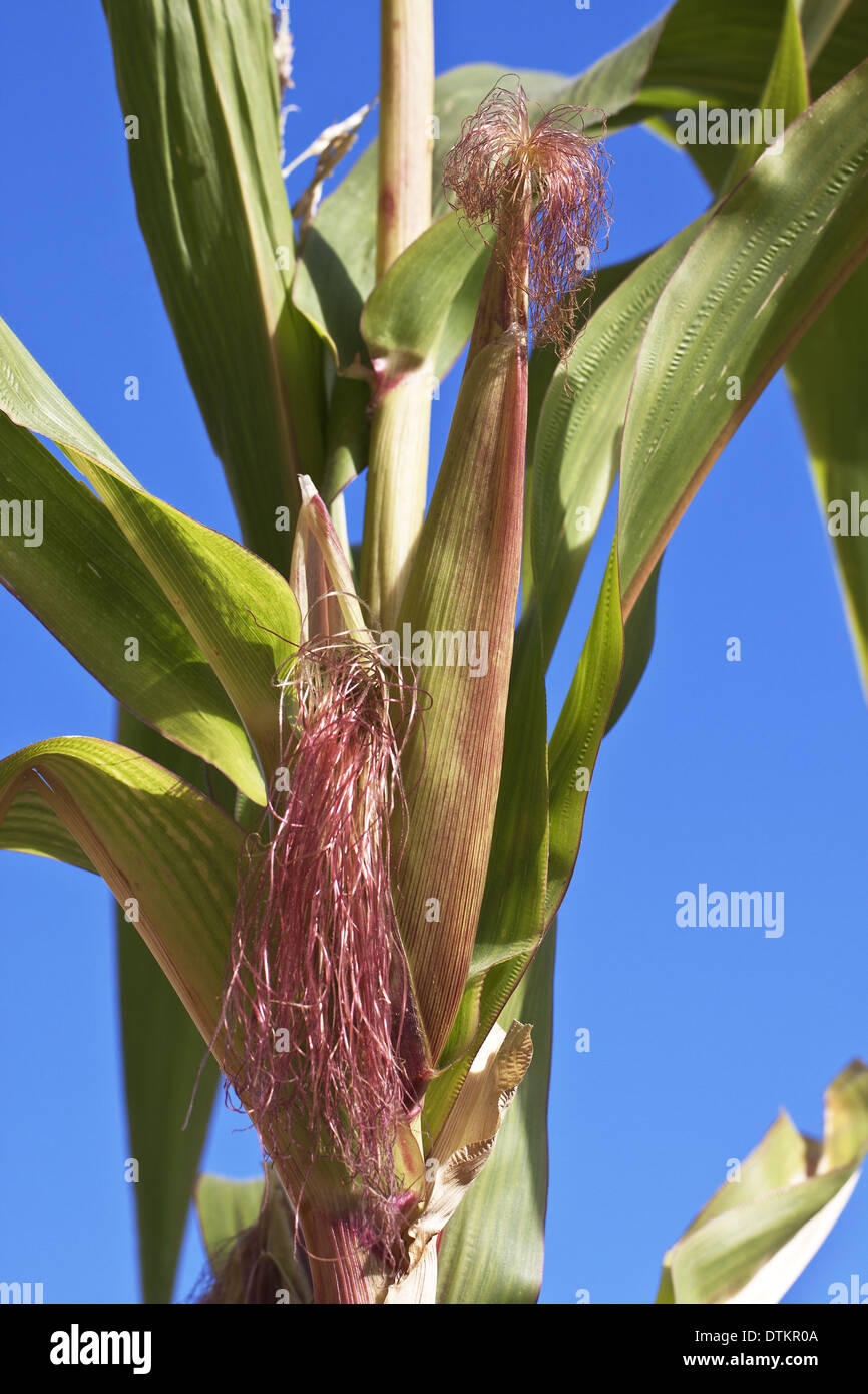 Mais geneticamente modificati Foto Stock